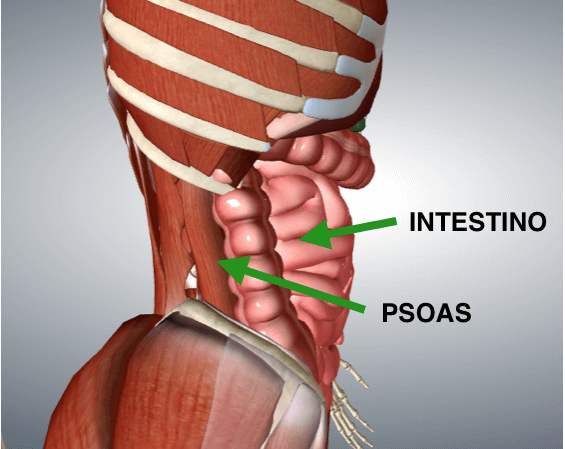 Psoas, il muscolo dell'anima. Ecco come allenarlo per combattere ansia e stress