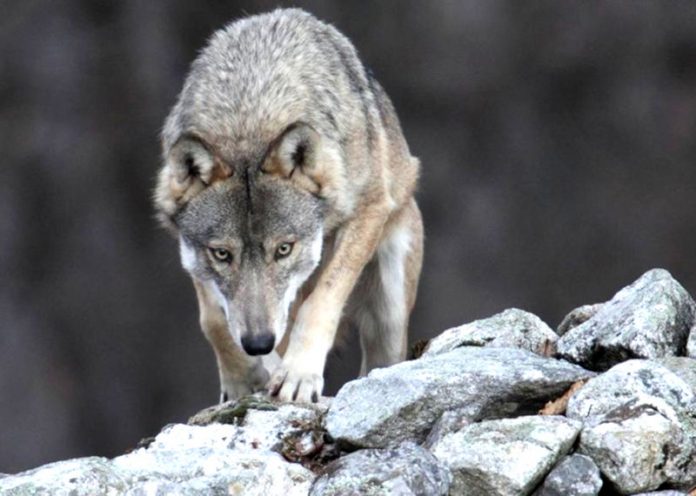 Lupo decapitato in provincia di Torino