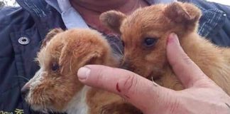 macchinista eroe ferma treno per salvare 2 cuccioli di cane