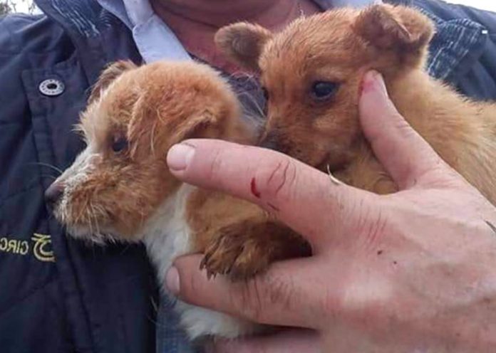 macchinista eroe ferma treno per salvare 2 cuccioli di cane