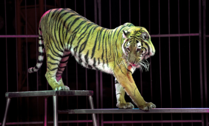 polemica sullo sfruttamento degli animali da circo