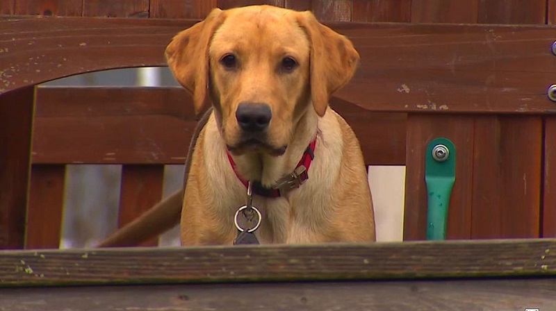 il cane scout e l'incredibile ritrovamento di un dente fossile di mammut