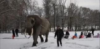 Salviamo Mambo, l'elefante del circo costretto a trascinare una slitta sulla neve