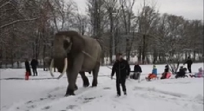 Salviamo Mambo, l'elefante del circo costretto a trascinare una slitta sulla neve