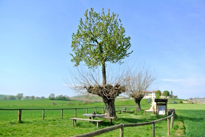 Il meraviglioso bialbero di Casorzo (ciliegio sopra gelso)