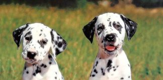 Wiley, il cucciolo di Dalmata con il naso a forma di cuore