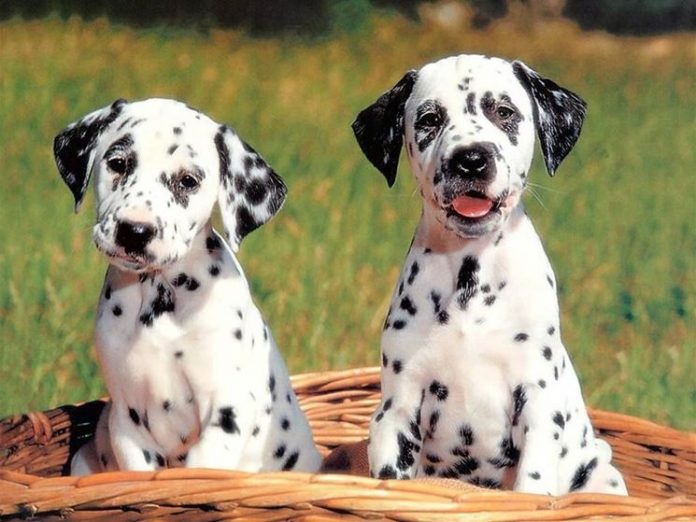 Wiley, il cucciolo di Dalmata con il naso a forma di cuore