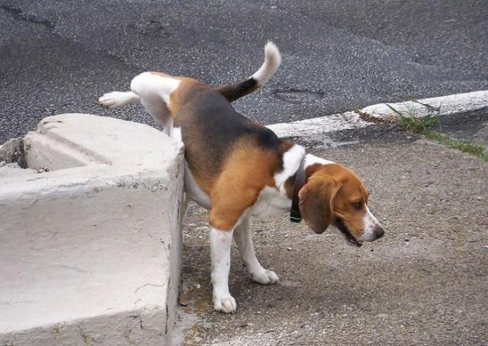 Multe salate per chi non pulisce dove il cane fa pipì