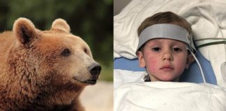 Bimbo di 3 anni sopravvive nel bosco a -20°C grazie a un orso