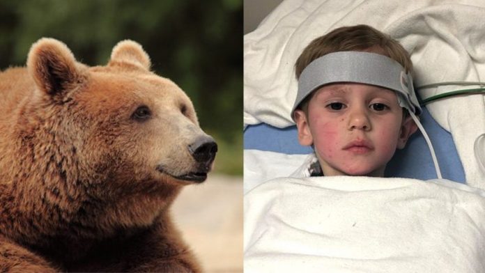 Bimbo di 3 anni sopravvive nel bosco a -20°C grazie a un orso