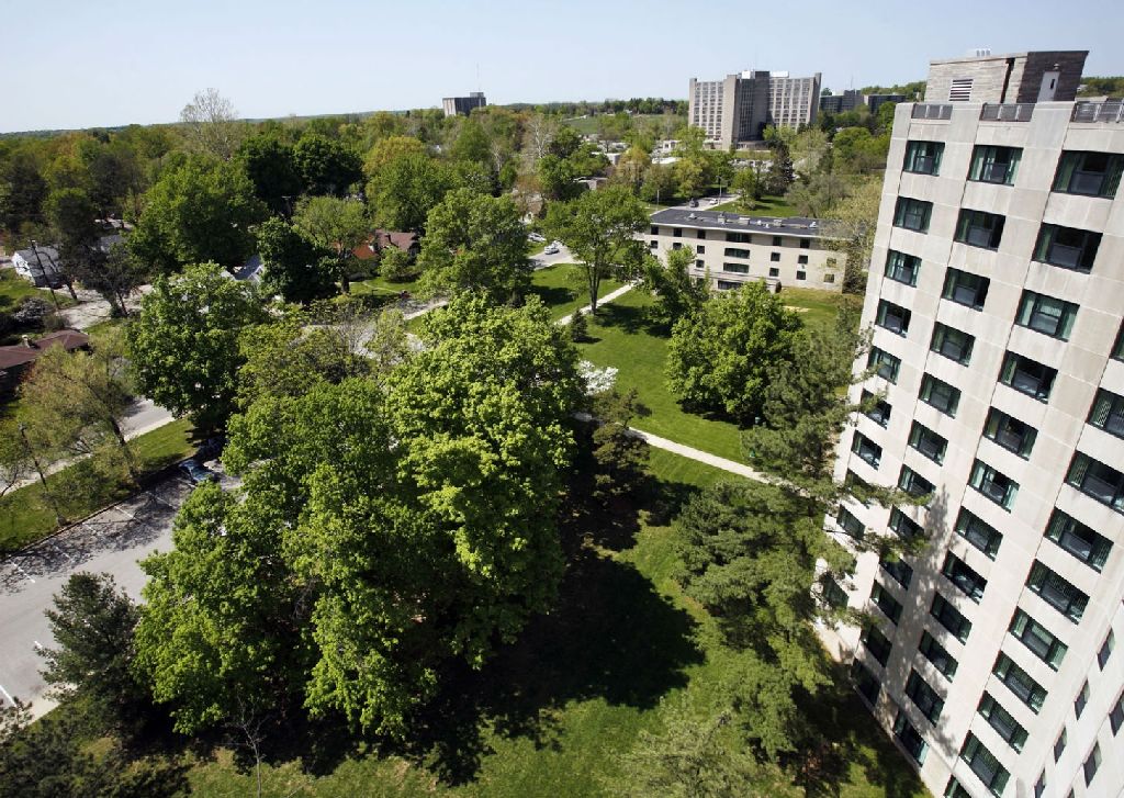 Alberi mangia-smog; ecco quali sono i più efficaci