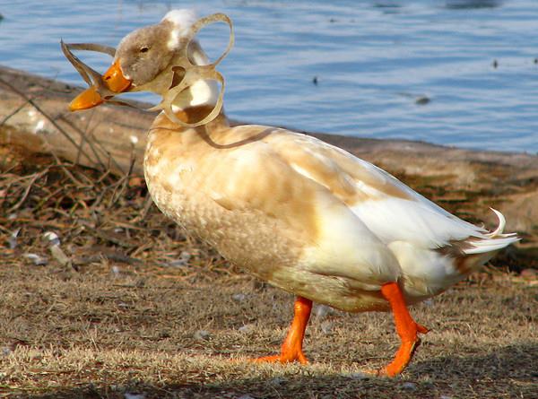 anatide con il becco chiuso dalla plastica