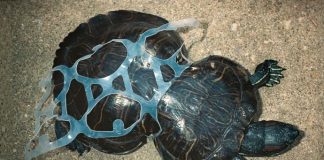 Anelli di plastica nell'ambiente: ecco le atroci morti che provocano negli animali