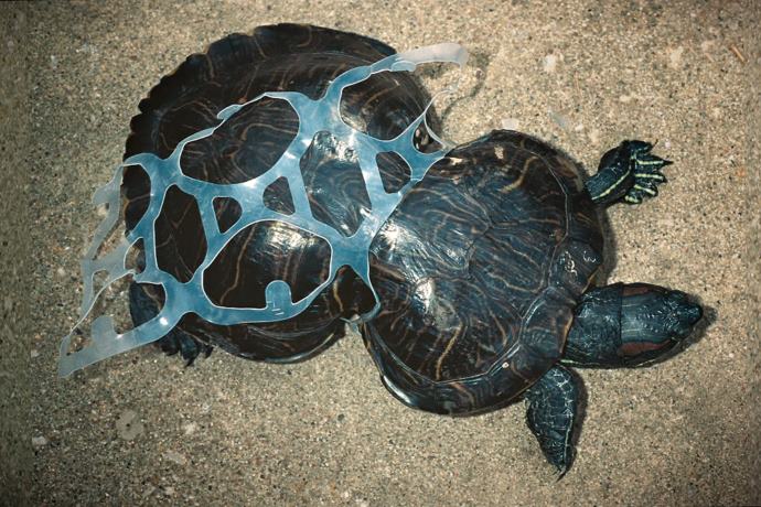 Anelli di plastica nell'ambiente: ecco le atroci morti che provocano negli animali