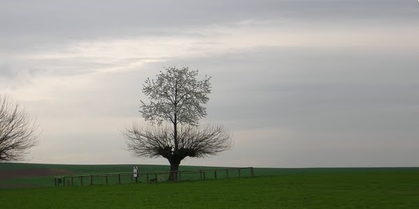 bialbero di Casorzo