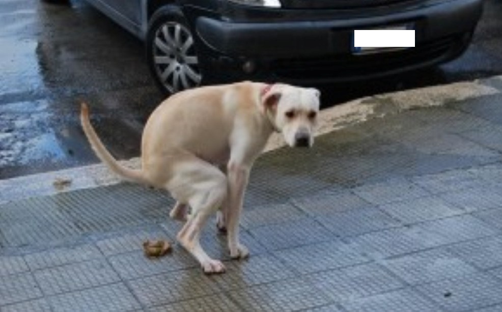 cane che fa la cacca sul marciapiede