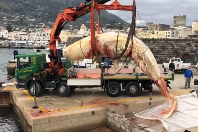 capodoglio morto per la plastica nello stomaco