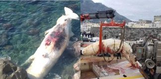 Capodoglio spiaggiato ad Ischia: plastica ancora sotto accusa