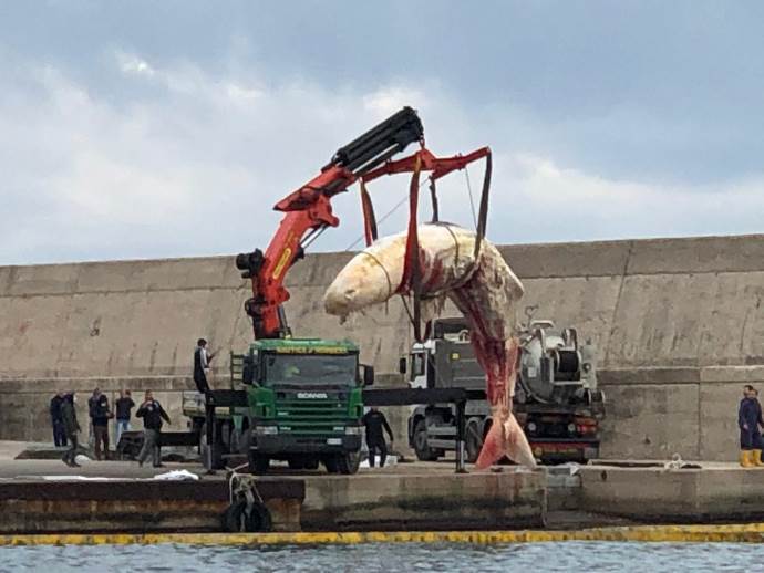 capodoglio spiaggiato a Ischia