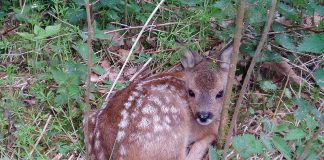 Proroga della stagione venatoria: si può sparare anche ai cuccioli