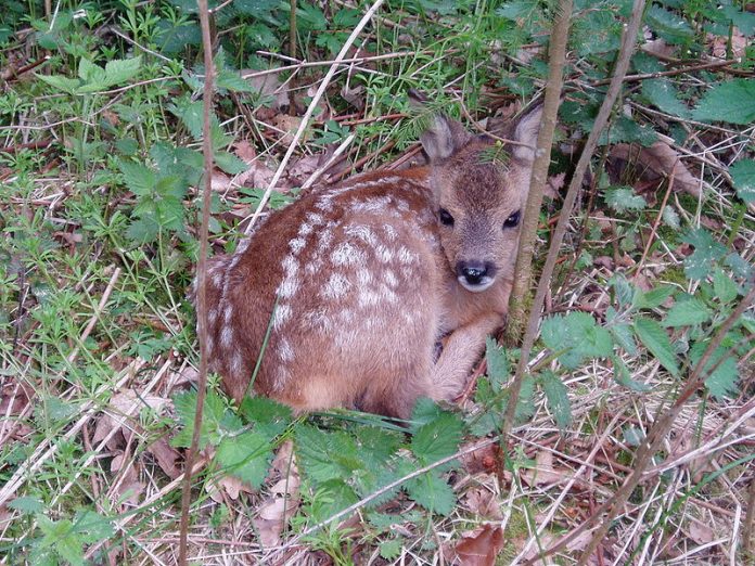 Proroga della stagione venatoria: si può sparare anche ai cuccioli