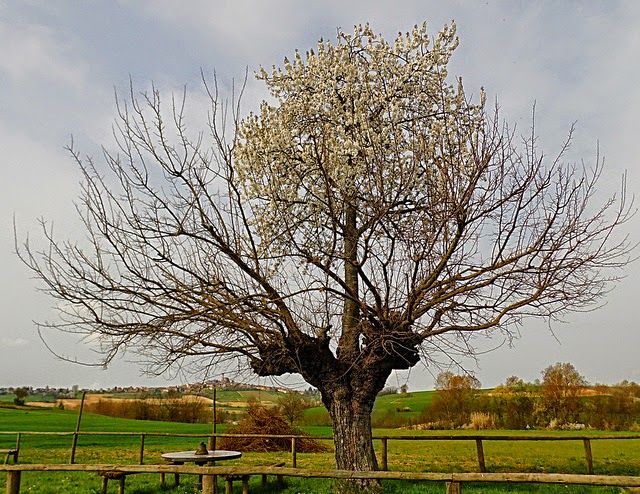 il doppio albero di Casorzo