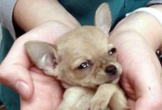 Chihuahua sopravvive all'attacco di un falco, e alla caduta in volo