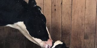Cuore di mamma: cosa ha inventato questa mucca per salvare il suo piccolo dal macello