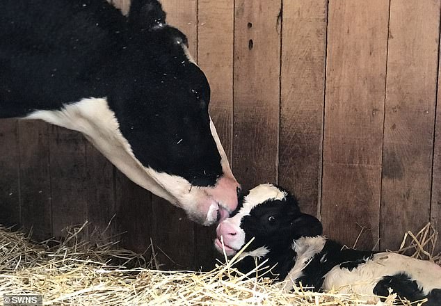 Cuore di mamma: cosa ha inventato questa mucca per salvare il suo piccolo dal macello