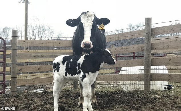 Mamma mucca con il vitellino appena nato