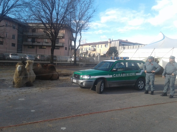 Cammelli sull'asfalto ghiacciato