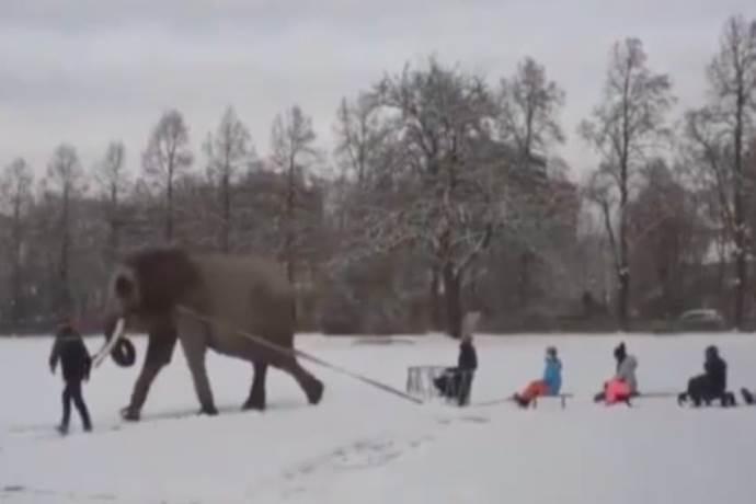 elefante costretto a trainare slitte sulla neve