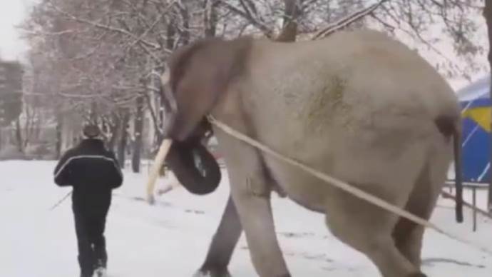 elefante costretto a lavorare nella neve