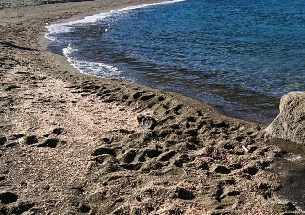 gamberetti spiaggiati a Ischia