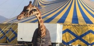 Circo Orfei a Brescia: animali al gelo e scatta la denuncia