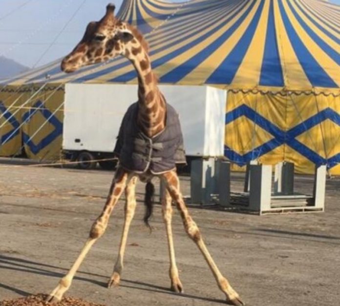 Circo Orfei a Brescia: animali al gelo e scatta la denuncia