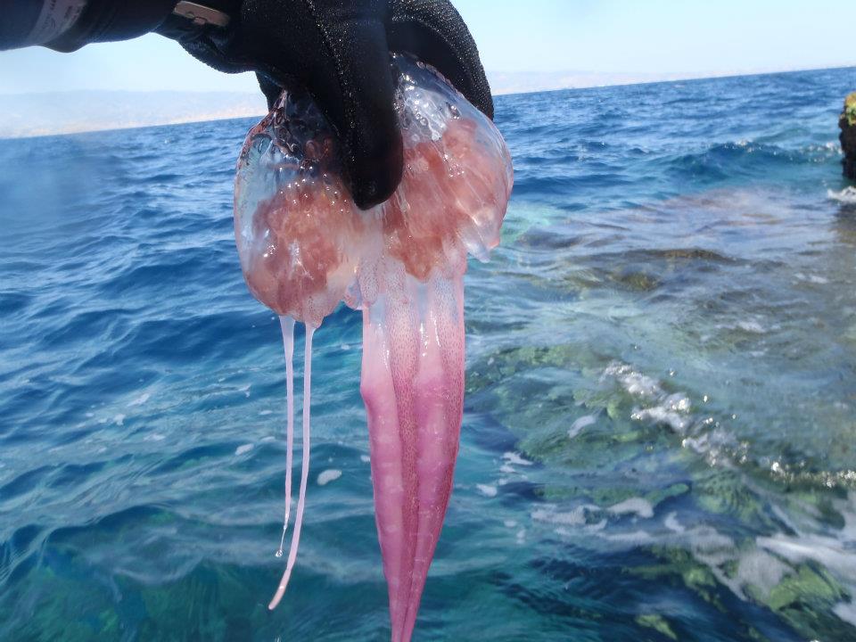 un esemplare delle meduse spiaggiate