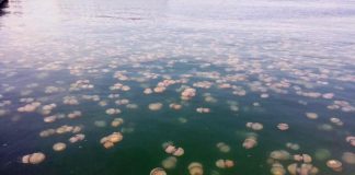 Meduse invadono le rive davanti a Trieste