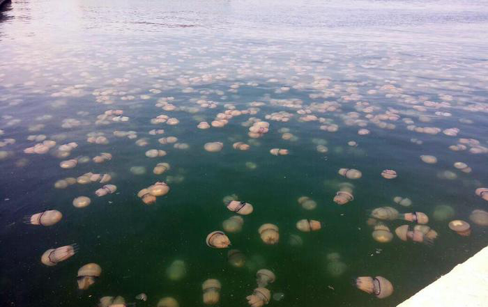 Meduse invadono le rive davanti a Trieste