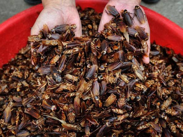 Allevamento di scarafaggi: la nuova risorsa economica su cui punta la Cina