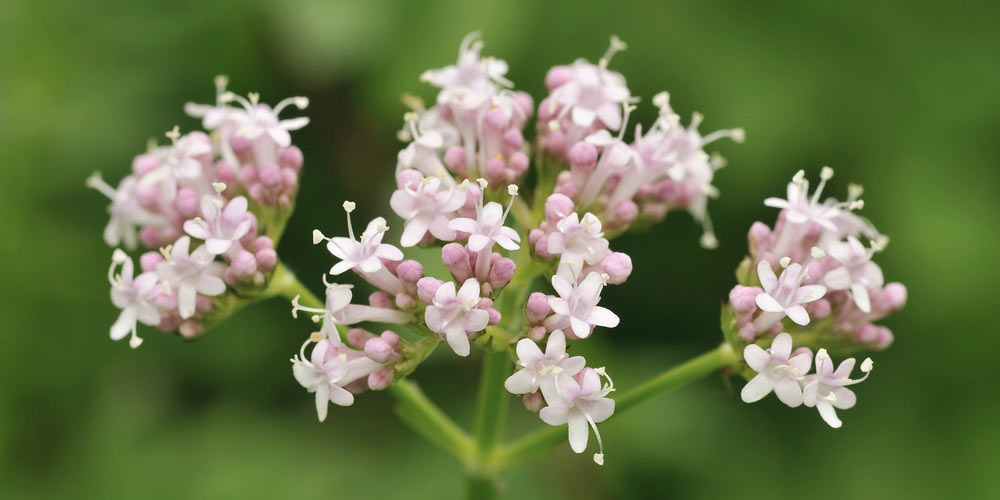 valeriana per dormire bene