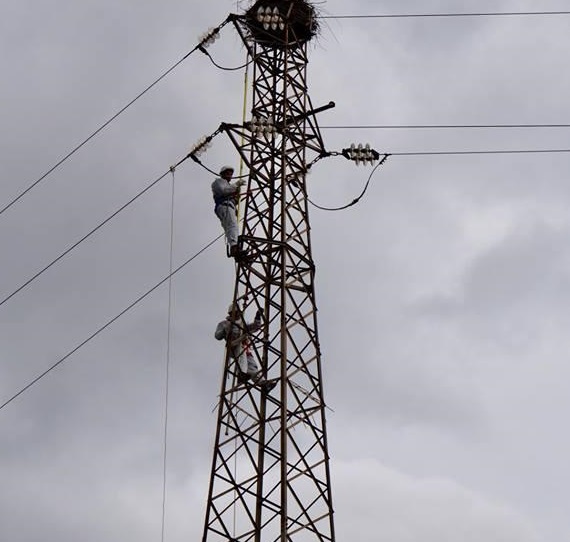 il nido della cicogna sulla cima del traliccio