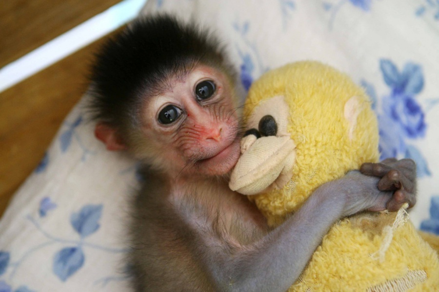 Un cucciolo di mandrillo e il suo animaletto di peluche