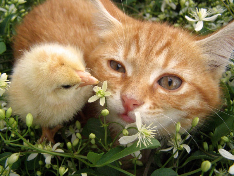 pulcino e gatto amici