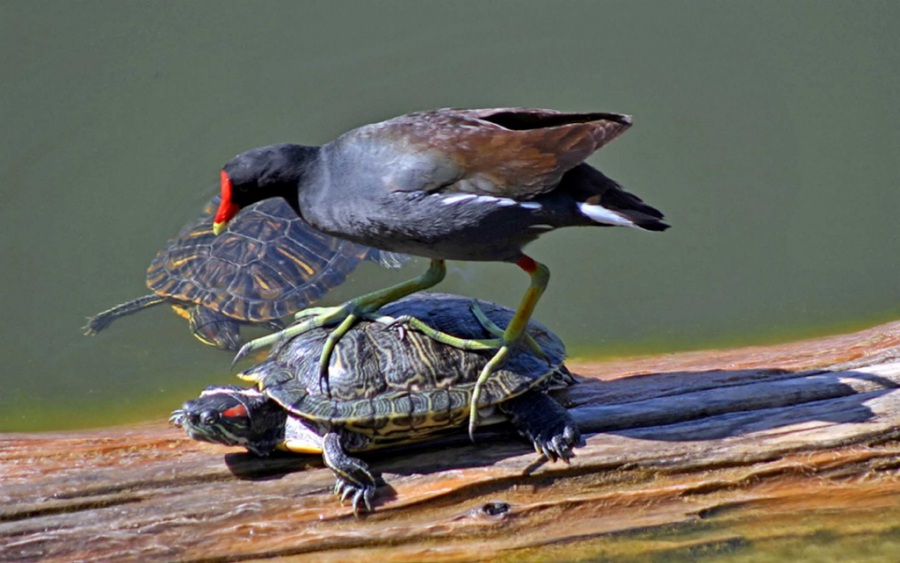 gallinella d'acqua e tartaruga