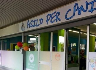 Asilo per cani