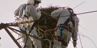 Bracconieri trovano una cicogna bianca in Calabria: il nido preso a fucilate