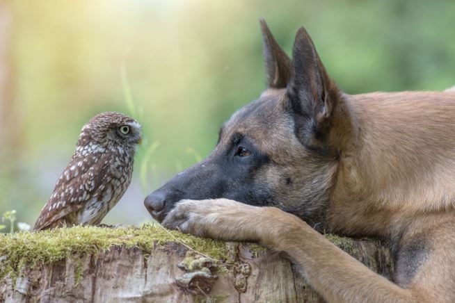 Immagini tenerissime di amicizia tra animali diversi