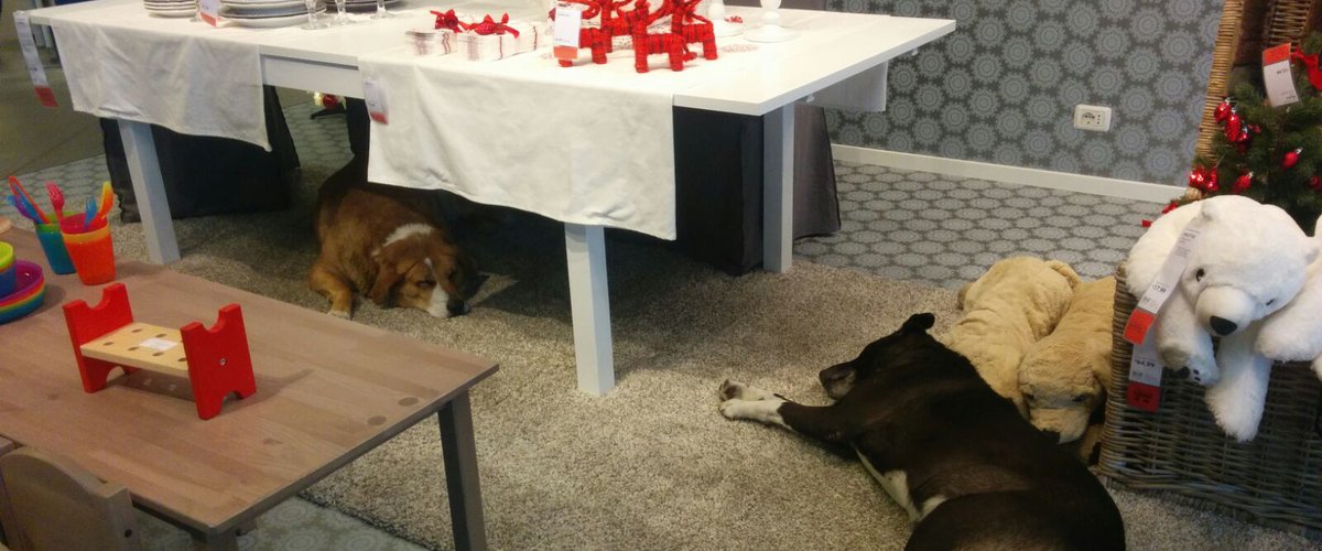 i cani dell'Ikea di Catania