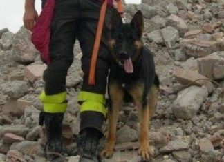 Morto Falco, il cane eroe di Rigopiano